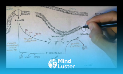 Human Metabolism Map IV Acetyl Coa Transport