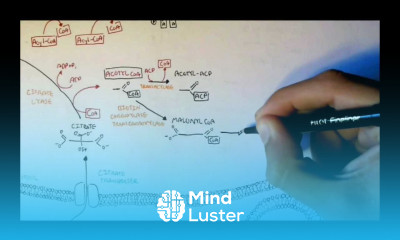 Human Metabolism Map V Fatty Acid Synthesis
