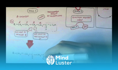 Human Metabolism Map VII Fatty Acid Degredation