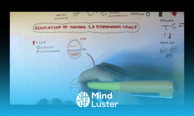 Fructose 6 Phosphate Fructose 1 6 Bisphosphate Regulation By F26BP