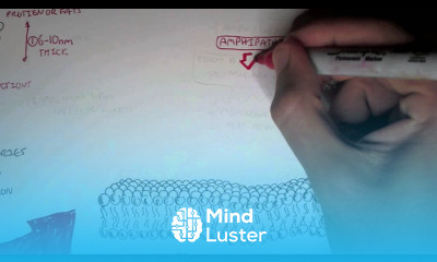 Cell Membrane The Lipid Bilayer