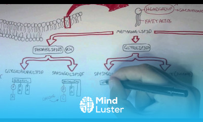 Cell Membrane II Types of Lipid Membranes