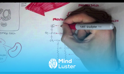 Cell Membrane III Membrane Differences