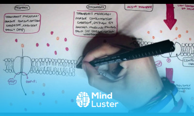 Active Diffusion Primary and Secondary Active Transportation