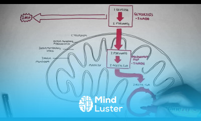 Human Metabolism Map Cellular Respiration Glycolysis and The Krebs Cycle