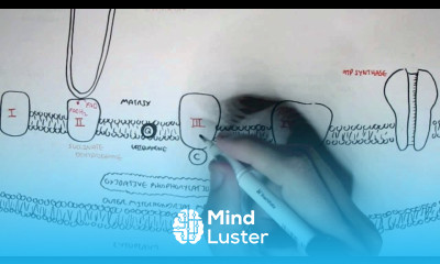 Human Metabolism Map II Cellular Respiration Electron Transport Chain Oxidative Phosphorylation
