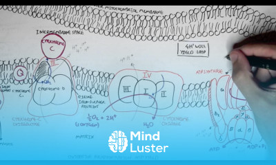Part II Oxidative Phosphorylation Electron Transport Chain