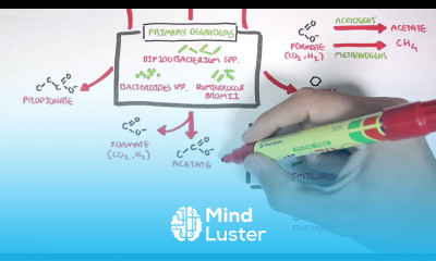 Starch Fermentation In the Digestive Tract