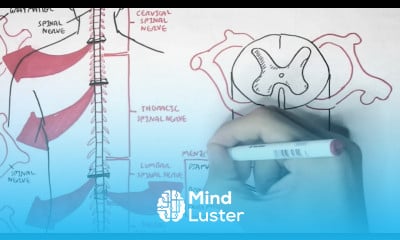 Neurology Spinal Cord Introduction