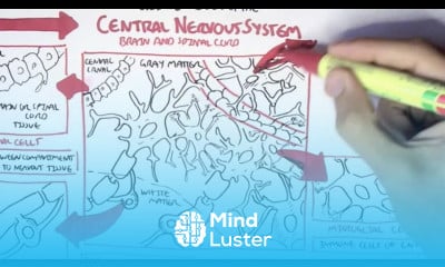 Neurology Glial Cells White Matter and Gray Matter