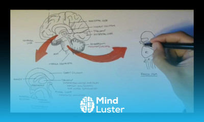 Brain Anatomy Overview Lobes Diencephalon Brain Stem Limbic System