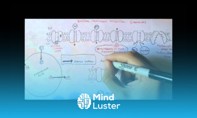 Nervous System Resting Membrane Potential