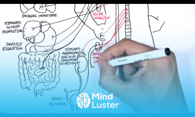 Neurology Autonomic Nervous System