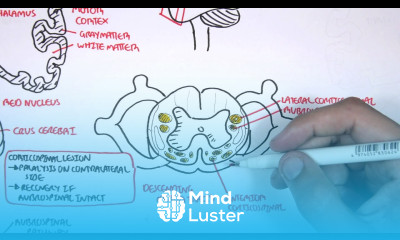 Neurology Motor Pathways