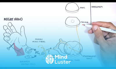 PAIN Physiology The Ascending Pathway Descending Pain Pathway and the Substantia Gelatinosa