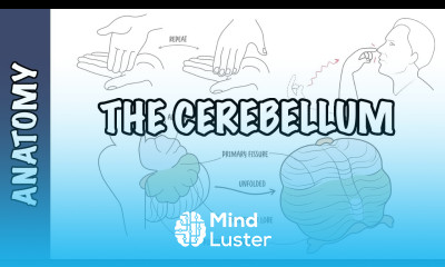 Cerebellum Clinical Anatomy cerebellar syndrome