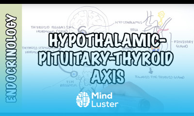 Hypothalamic Pituitary Thyroid Axis regulation TRH TSH thyroid hormones T3 and T4
