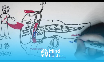 Insulin and Glucagon Overview