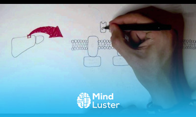 Endocrinology Insulin