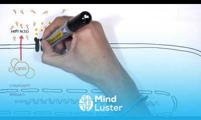Insulin Signalling Pathway Minardo