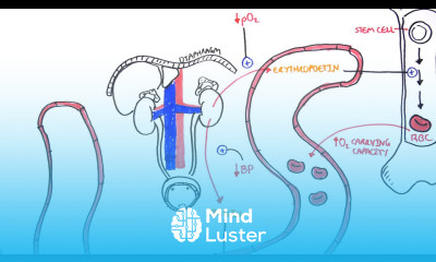 Endocrinology Renal Hormones