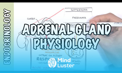 Endocrinology Adrenal Gland Hormones
