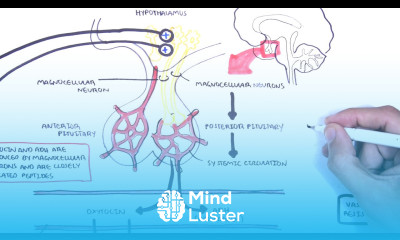 Oxytocin and vasopressin ADH Posterior Pituitary Hormones Physiology