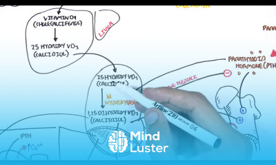 Endocrinology Calcium and Phosphate Regulation