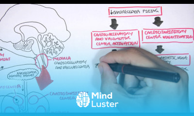 Compensatory Mechanisms of Medical Shock
