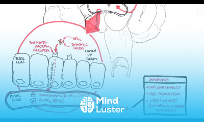 Vitamin B12 Digestion and Absorption