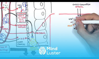 Alcohol Physiology ethanol metabolism and biochemistry
