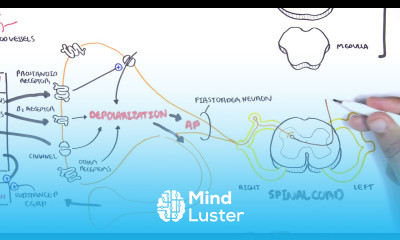 Pharmacology Nonsteroidal Anti Inflammatory Drugs NSAIDs