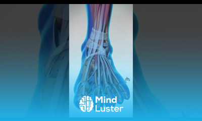 The Foot is an Incredibly Complex Structure 3D Animation