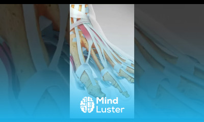 Foot Pain in the Ball of the Foot Learn about Capsulitis