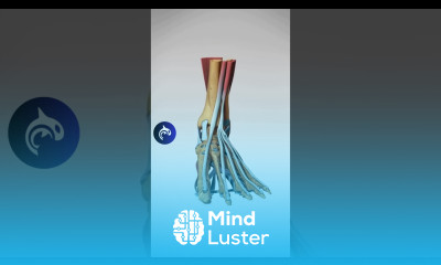 The Anatomy of Walking asmr feet foot