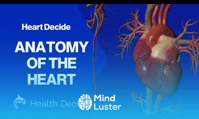 Anatomy of the Heart 3D Animation