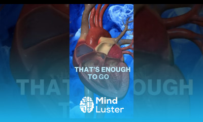 Did you know this about your Heart  3D Animation heartfunction heartracing heartpumping