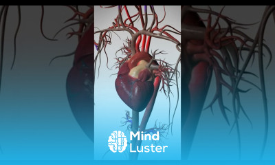 See the Wonder of Your Beating Heart 3D Animation