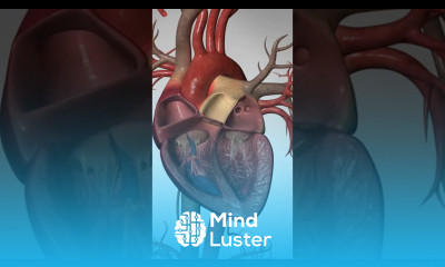 What Happens During Cardiac Arrest cardiacarrest heartattack heartdisease