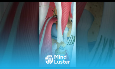 Complex Knee Injuries Require Complex Repairs PLC Injury and Surgery