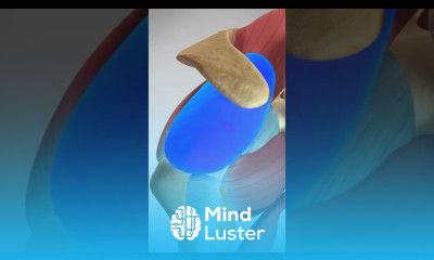 Proximal Biceps Tear Rupture and Repair biceps muscleinjury fitness