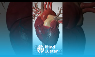 See How Heart Bypass Surgery Works CABG heartdisease heart cardio