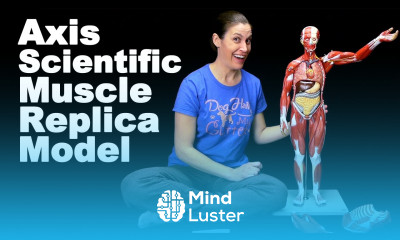 Meet My Axis Scientific Muscle Replica Model Ask Doctor Jo