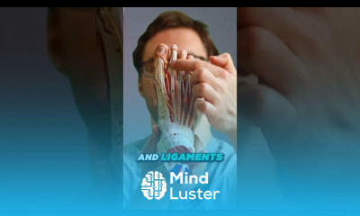 What is a hammer toe Hammer toe symptoms hammer toe causes