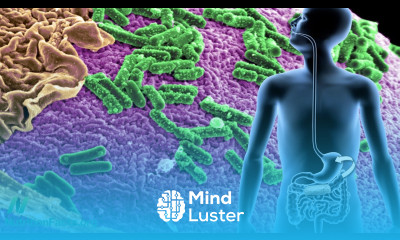 Beans and the Second Meal Effect