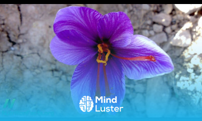 Wake Up and Smell the Saffron