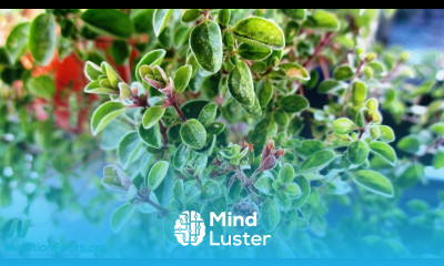Benefits of Marjoram for Polycystic Ovary Syndrome PCOS