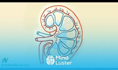 Protein Source An Acid Test for Kidney Function