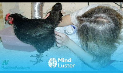 Safest source of B12