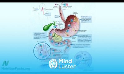 Cheapest source of vitamin B12